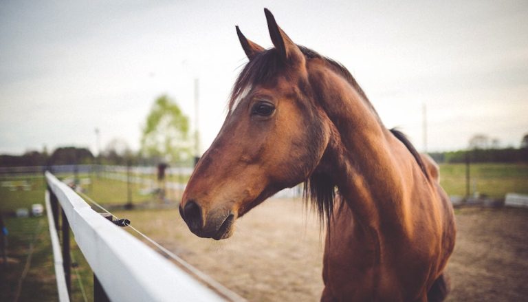 Henry Ford's customers would have asked for a faster horse—like this brown horse in a field.